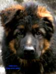 Фотография щенка немецкой овчарки 3 месяца