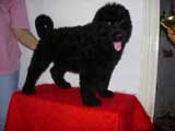 Фотография щенка черного терьера