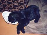 Фотография щенка черного терьера