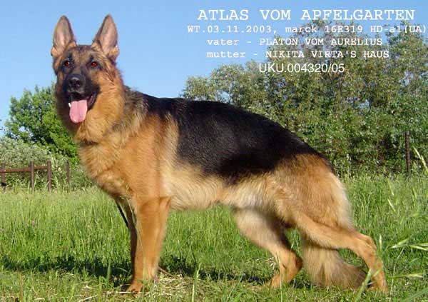 Немецкая овчарка - кобель Atlas vom Apfelgarten его щенки фотографии
