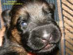 Фотография щенка немецкой овчарки 1 неделя